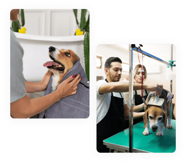 The image features a happy Beagle being dried with a towel after a bath on the left and then being groomed on a table by two focused groomers on the right.