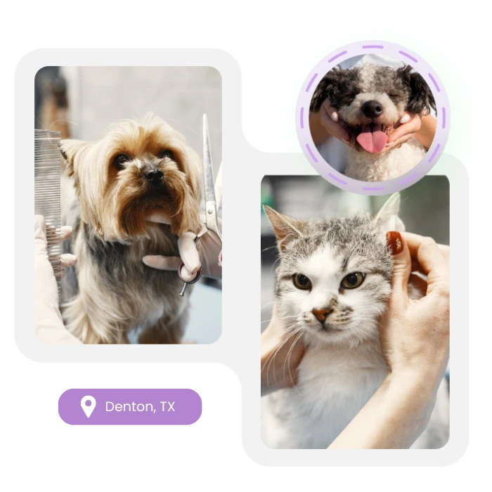 Yorkshire Terrier being groomed with scissors, a cat having its ears cleaned, and a Poodle with a happy expression. The background features white rounded frames around the photos of the Yorkshire Terrier and the cat, with the Poodle’s image encircled in a purple and green dotted outline. Below the images, there is a purple location pin indicating "Denton, TX."